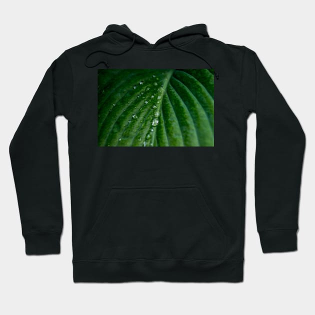 Water droplets on Hosta leaf Hoodie by RosNapier